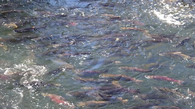 Chinook salmon (Oncorhynchus tshawytscha) crowd the shallow water below the weir at Coleman National Fish Hatchery near Anderson, Shasta County, California.

