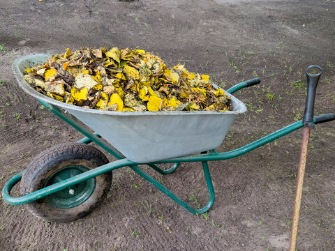 Wheelbarrow full fallen autumn leaves yellow brown garden cleanup park yard work season raking outdoor tree ground