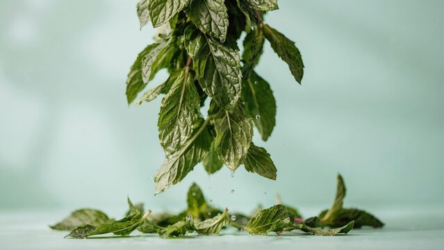 Fresh green mint leaves hanging above a surface with water droplets, isolated on a soft pastel mint green background