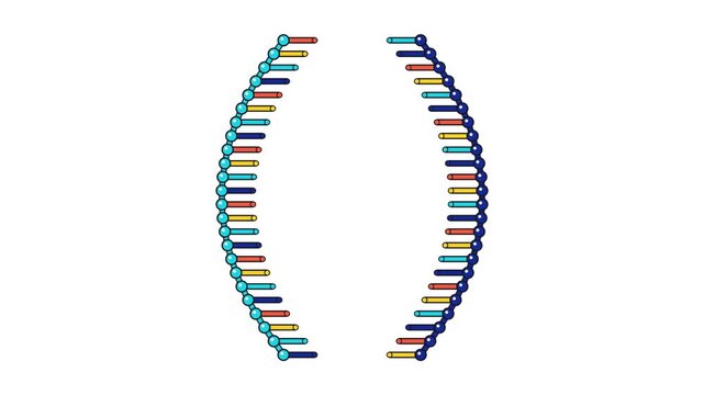 Graphic Animation of DNA Replication Process