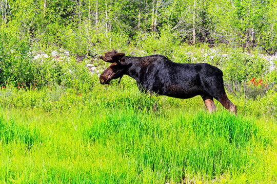 Bull Moose Walking Through Lush Green Wetland Meadow