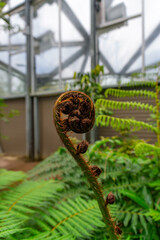 Emerging spiral frond of a tree fern growing inside a greenhouse interior © Cam