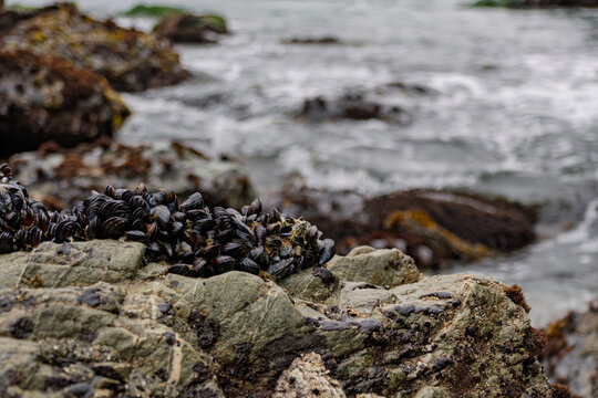 Cluster of wild California mussels clinging to coastal tidal rocks in Northern California