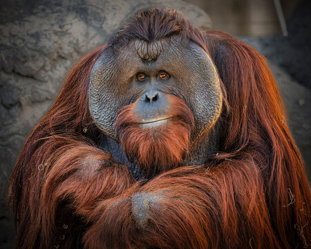 Powerful orangutan sits thoughtfully, fur thick and reddish