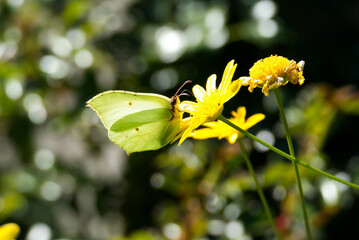 Common brimstone butterfly (Gonepteryx rhamni) sitting on yellow flower in Zurich, Switzerland © Janine