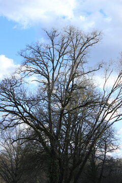 arbre vu du dessous