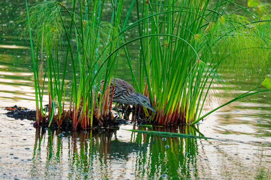 Juvenile Heron Foraging Among Reeds in Shallow Wetland