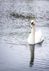 beautiful white swan swimming in a pond against the backdrop of green nature on a summer day  © ketrin