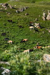 Herd of cows grazing on a green grassy mountain slope © yanik88