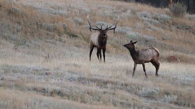 Bull elk bugling during the rut 