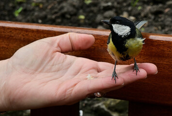 Great tit bird perched on a human hand and feeding against a wooden bench background © Przemek