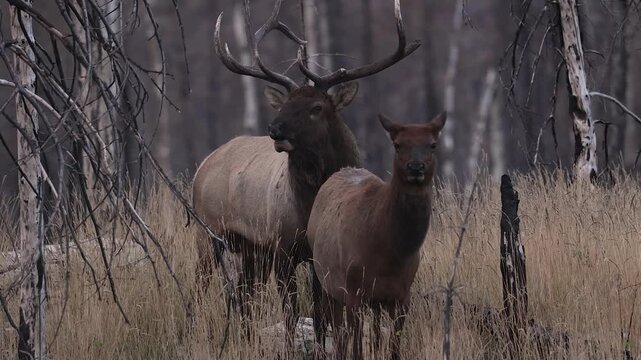 Bull elk bugling during the rut 