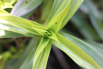 Close-up macro shot of the unfurling leaves of a new plant sprout, showing vibrant green color and intricate natural patterns © Mateusz