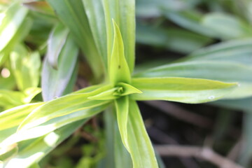 A close-up view of a vibrant green plant with long, pointed leaves unfurling from its center, creating a star-like pattern © Mateusz