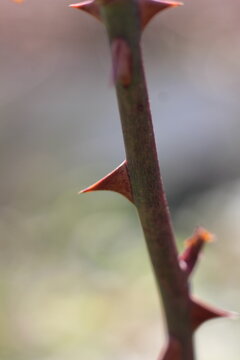 Close-up of sharp thorns on a rose stem, with a soft, blurred background