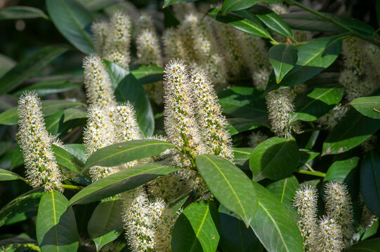 Prunus laurocerasus cherry laurel flowering plants, group of white flowers on bush branches in bloom, green foliage