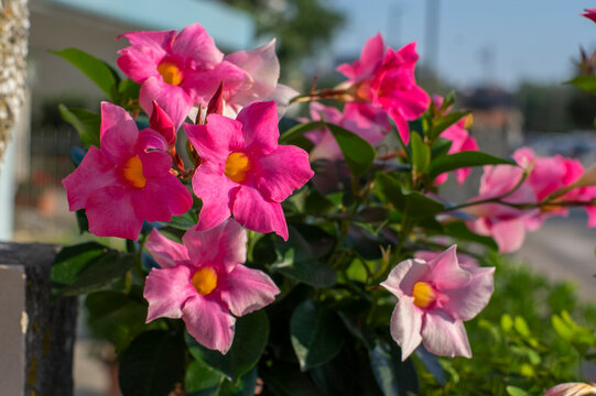 Dipladenia mandevilla pink flower in bloom, rocktrumpet ornamental tropical flowering plant
