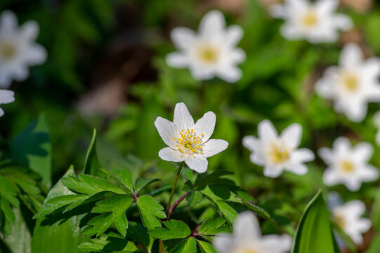 Anemonoides nemorosa wood anemone white flower in bloom, springtime flowering bunch of wild plants