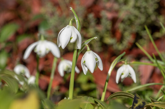 Galanthus nivalis flowering plants, bright white common snowdrop in bloom in sunlight