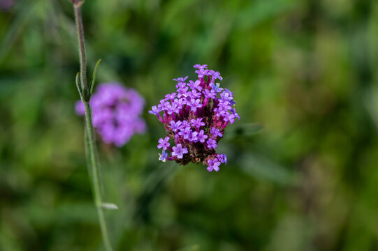 Verbena bonariensis purpletop tall flowering plant, clustertop agrentian purple pretty vervain flower in bloom