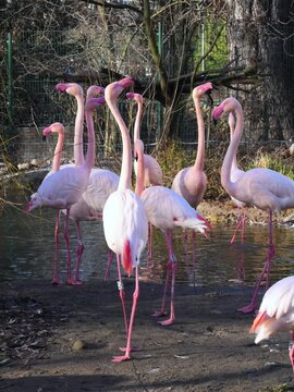 A group of greater flamingos (Phoenicopterus roseus) in a shallow water body.