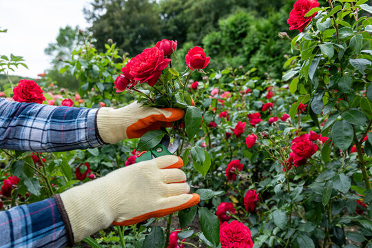 Close up of gardener hands with bright red and pink roses, floral gardening care and summer bloom