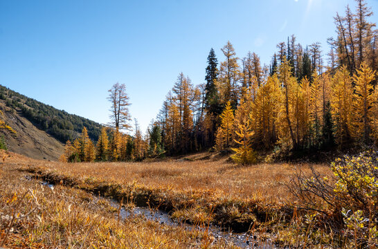 Golden alpine meadow with a creek and backlit larch trees