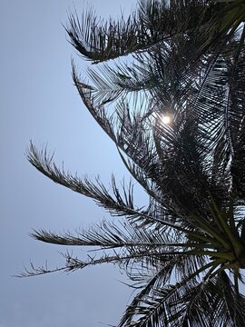 Sunlit palm fronds silhouetted against clear blue daytime sky