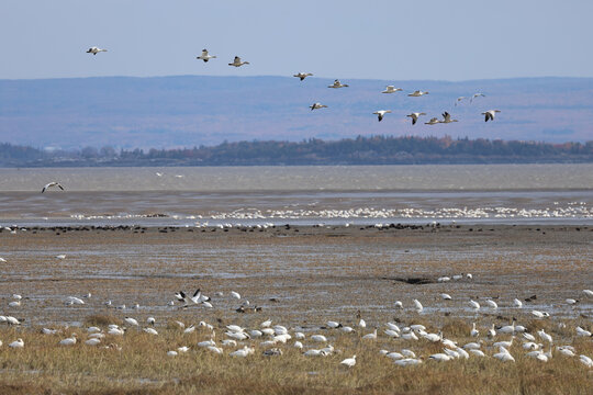 Migration des oies des neiges &agrave; la r&eacute;serve nationale de faune du cap Tourmente au Qu&eacute;bec	en automne