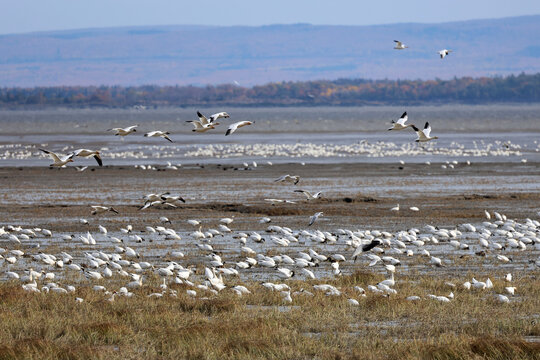 Migration des oies des neiges &agrave; la r&eacute;serve nationale de faune du cap Tourmente au Qu&eacute;bec en automne