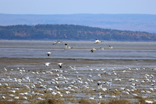 Migration des oies des neiges &agrave; la r&eacute;serve nationale de faune du cap Tourmente au Qu&eacute;bec en automne