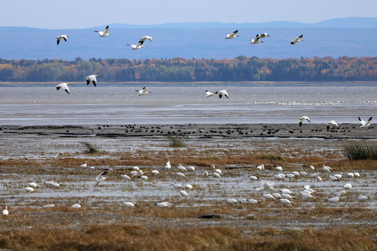 Migration des oies des neiges &agrave; la r&eacute;serve nationale de faune du cap Tourmente au Qu&eacute;bec en automne