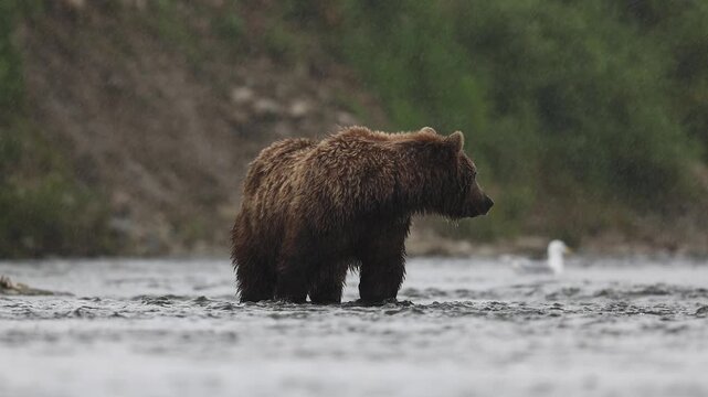 Brown bear fishing for salmon in Alaska 
