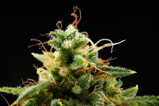 Macro shot of flowering Mimosa Evo autoflowering cannabis cola top with trichomes and amber pistils isolated on black background, medical marijuana strain close up