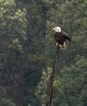 a bald eagle perched high on a dead tree
