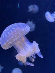 jellyfish in the water © Erika
