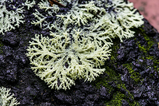 Crusty branching lichen spreading over dark bark, soft background with copy space