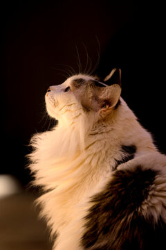 Gato de pelagem longa observando sob luz quente