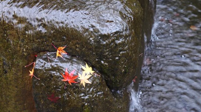 autumn garden with red leaves and stream.