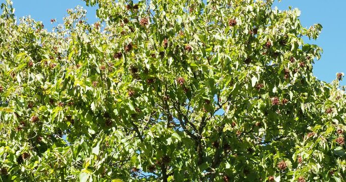 Byzantine hazelnut - Corylus colurna - with a rounded crown adorned with numerous hazelnuts clustered in dark brown, drooping involucres amidst medium green, cordate, lobed leaves