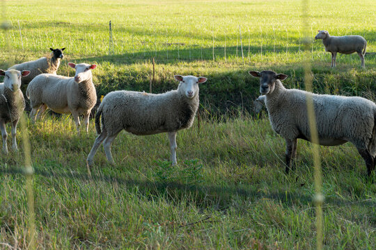 Several domestic sheep (Ovis aries) stand on green pasture and look toward the camera, including white-faced and dark-faced animals. A wire fence separates sections of the meadow, illustrating flock b