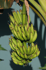 Close-up of a large bunch of unripe green bananas hanging on a banana tree stem © Rifat22