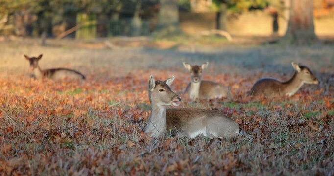 Four fallow deer resting together among orange and brown autumn leaves on a quiet forest floor, peaceful scene of wildlife in its natural habitat during daylight