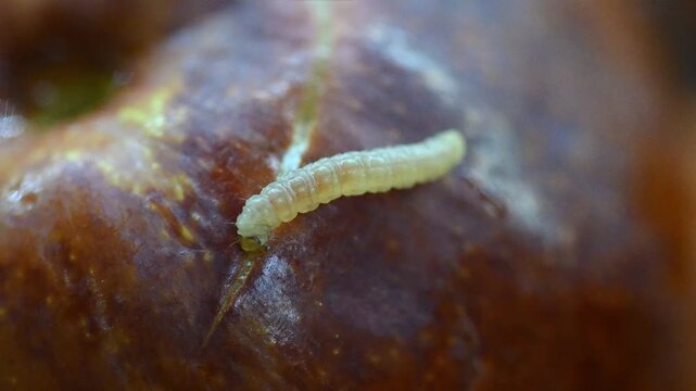 A macro and detailed close-up image of a small white apple worm crawling slowly across the surface of a h&uuml;nnap fruit.