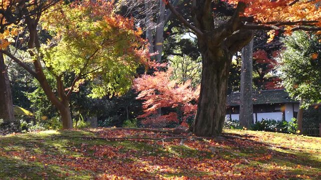 autumn leaves and trees in the Japanese garden.