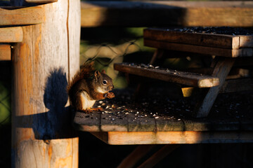 Wild squirrel eating seeds at a bird feeder © Tetiana