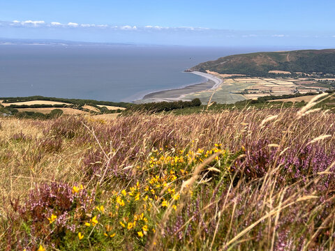 Heather, gorse and dry grasses cover a hillside overlooking a curved shingle beach, patchwork farmland, a wooded headland and a calm sea under a blue sky with thin cloud.