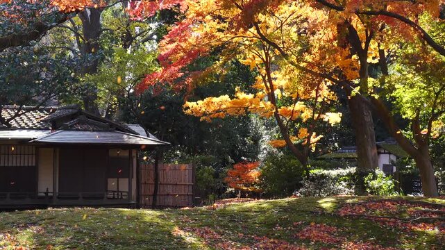 autumn leaves and trees in the Japanese garden.