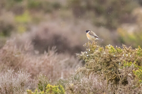 male-stonechat-perched-on-gorse