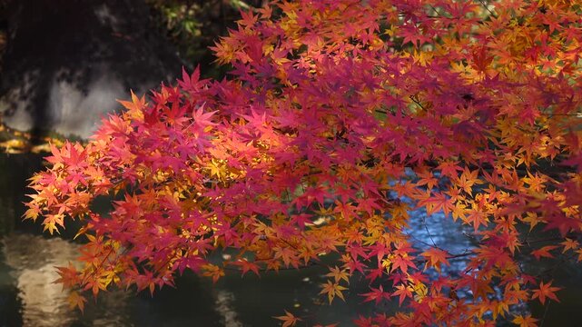 autumn leaves and trees in the Japanese garden.